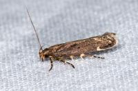 Aroga velocella