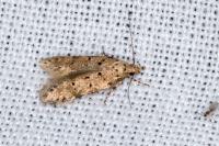 Pseudotelphusa paripunctella