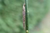 Coleophora calycotomella