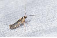 Euspilapteryx auroguttella