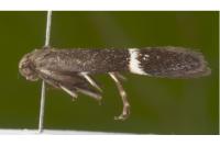 Aproaerema wormiella
