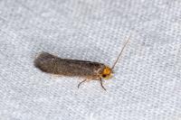 Cephimallota crassiflavella