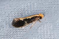 Monopis obviella