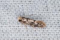 Infurcitinea