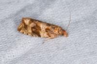 Celypha cespitana