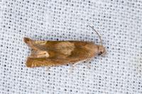 Eucosma conterminana