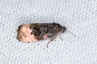 Metendothenia atropunctana