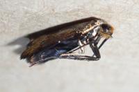 Nemophora cupriacella