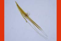 Nemophora cupriacella
