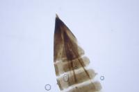 Nemophora cupriacella