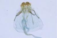 Tischeria ekebladella