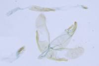 Oegoconia caradjai