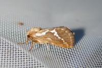 Korscheltellus lupulinus