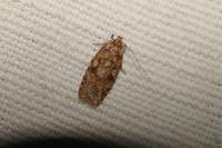 Agonopterix ferocella