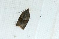 Syndemis musculana