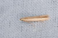 Batrachedra parvulipunctella