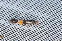 Cosmopterix orichalcea