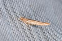Pyroderces argyrogrammos