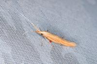 Coleophora