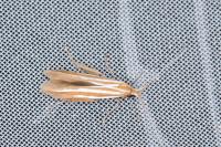 Coleophora