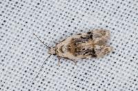 Altenia scriptella