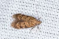 Pseudotelphusa paripunctella