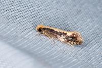Monopis crocicapitella