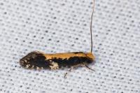 Monopis obviella