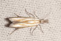 Pleurota honorella/tabelli