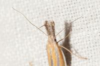 Pleurota honorella/tabelli