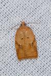 Acleris ferrugana/notana