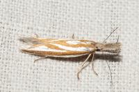 Pleurota honorella/tabelli