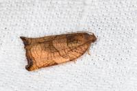 Archips podana