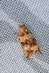 Celypha cespitana