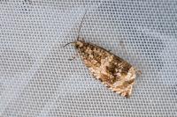Celypha lacunana