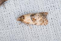 Neocochylis molliculana