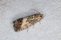Cydia splendana