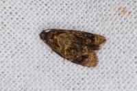 Ditula angustiorana