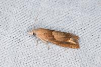 Eucosma conterminana