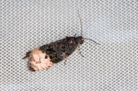 Metendothenia atropunctana