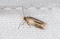 Trifurcula