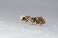 Infurcitinea