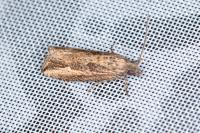 Bactra venosana