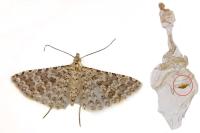 Alucita cancellata