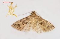 Alucita hexadactyla