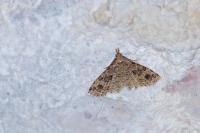 Alucita hexadactyla