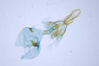 Eucosma hohenwartiana