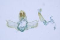 Acleris aspersana