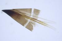 Nemophora cupriacella