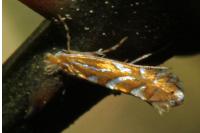 Phyllonorycter cocciferella